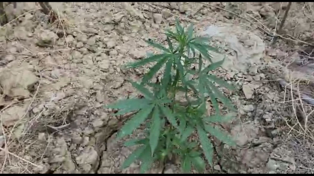 Naftalanda çətənə kolu yetişdirənlər saxlanıldı - FOTOLAR