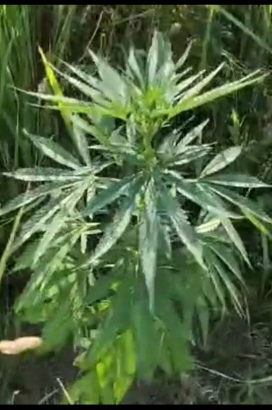 Naftalanda çətənə kolu yetişdirənlər saxlanıldı - FOTOLAR