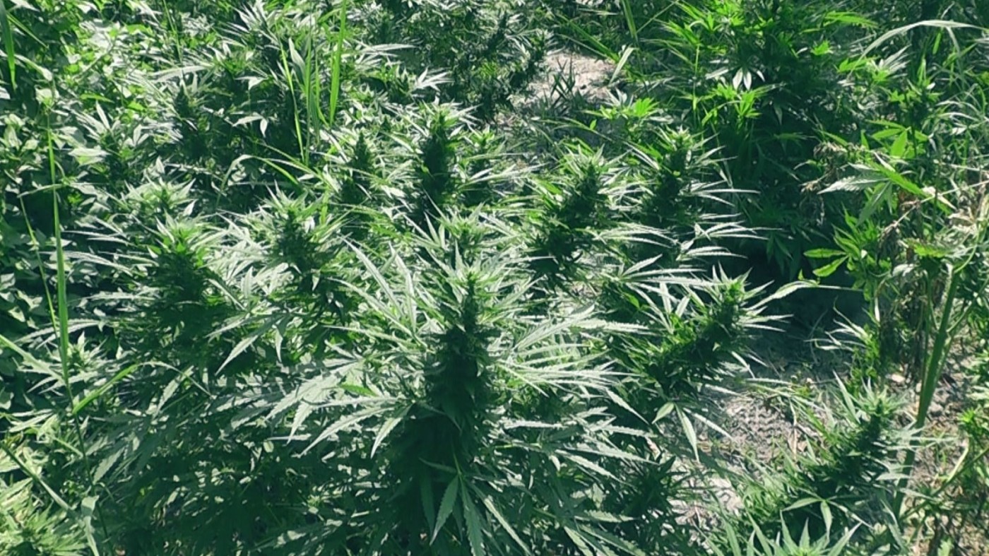 Şəkidə çətənə əkən şəxslər saxlanıldı - FOTOLAR