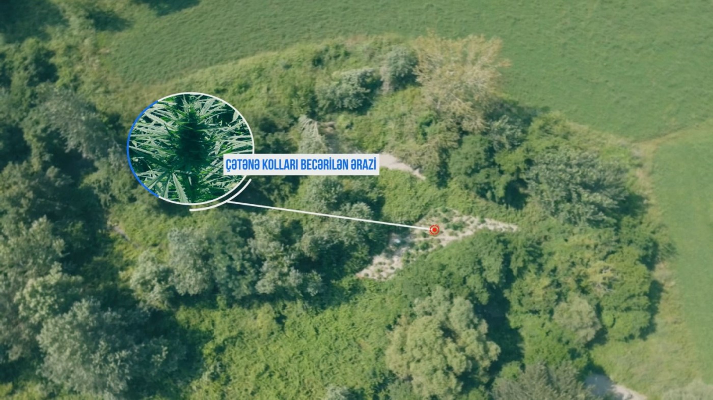 Şəkidə çətənə əkən şəxslər saxlanıldı - FOTOLAR