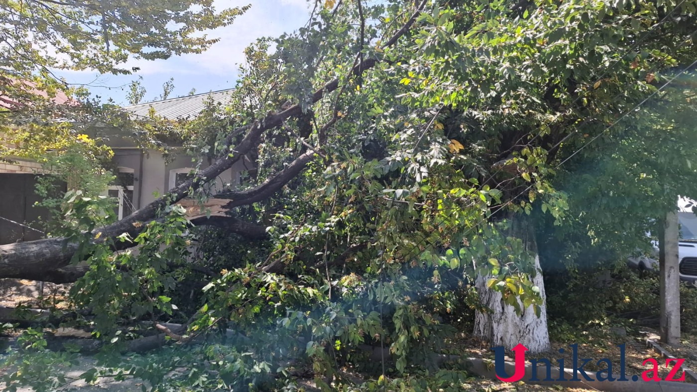 Güclü külək Qubada fəsadlar törədib - FOTO