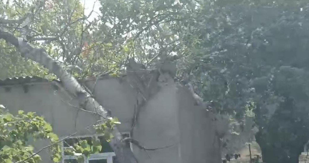 Xaçmazda ağac kafenin üstünə aşdı - Xəsarət alanlar var (FOTOLAR)