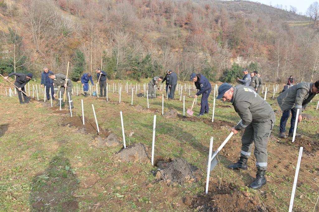 Lənkəranda “Yaşıl dünya naminə həmrəylik ili” çərçivəsində 3300 dəmirağacı əkildi - FOTOLAR