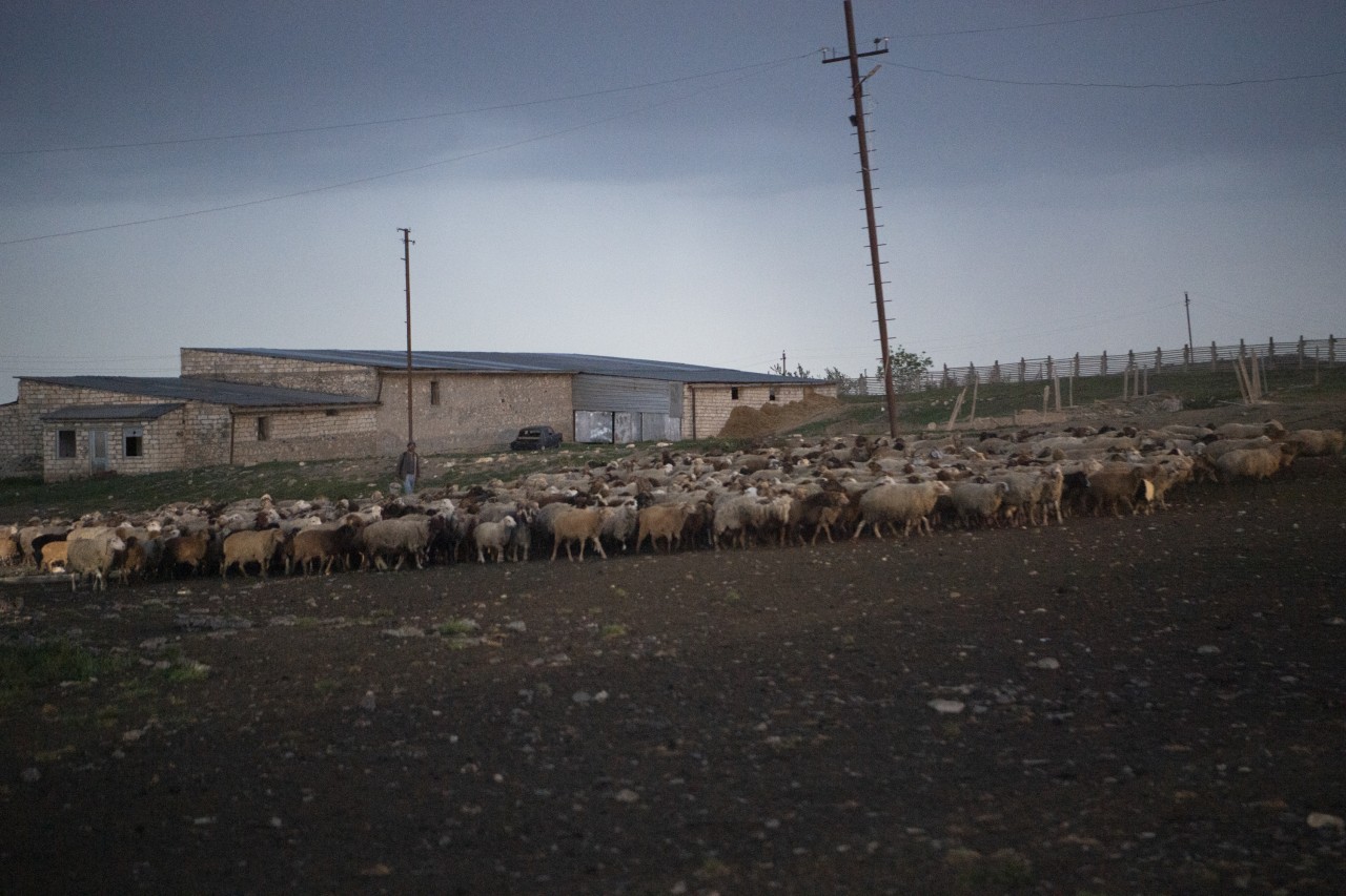 Nazir Kəlbəcər və Ağdərədə təsərrüfatlara baş çəkib, fermerlərlə görüşüb - FOTOLAR