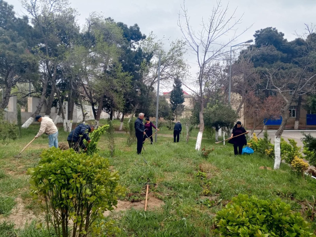 Xətai rayonunda ağacəkmə aksiyası təşkil olunub - FOTOLAR