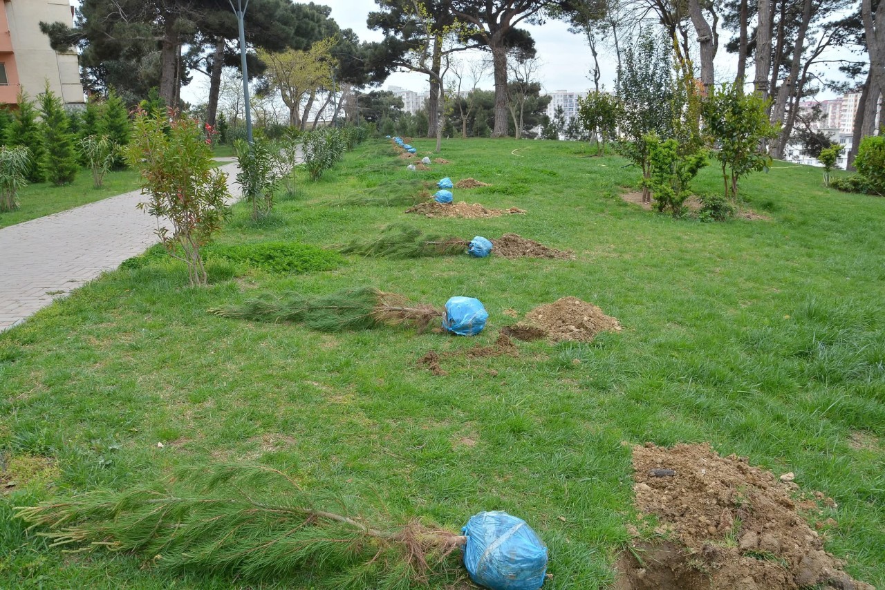 Xətai rayonunda ağacəkmə aksiyası təşkil olunub - FOTOLAR