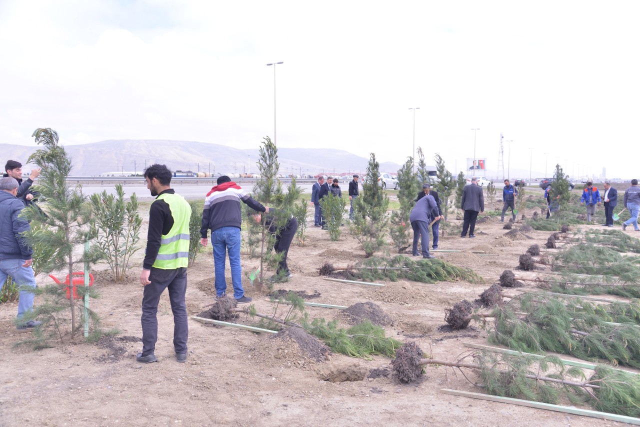 Qaradağda ağacəkmə aksiyası keçirilib - FOTOLAR