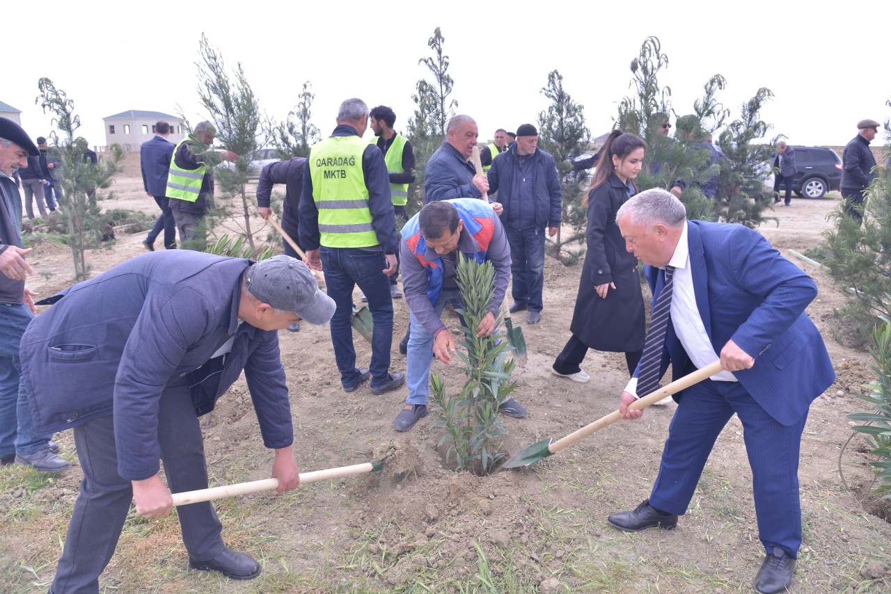 Qaradağda ağacəkmə aksiyası keçirilib - FOTOLAR