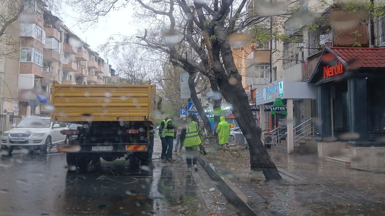 Bakıda külək 55 ağacı sındırdı - VİDEO