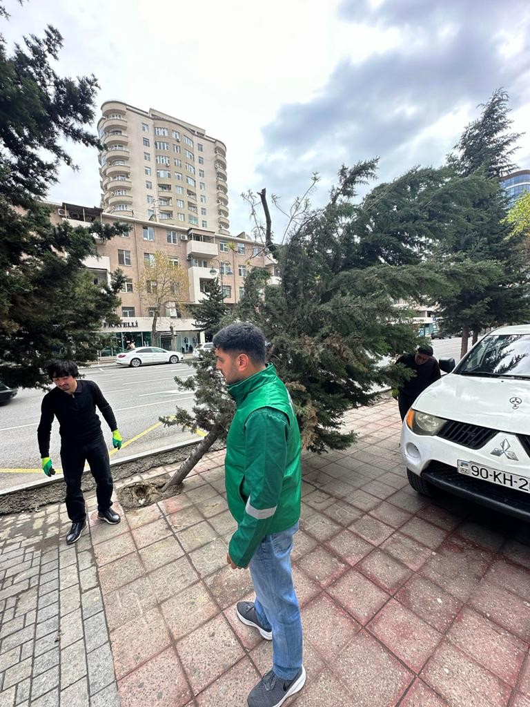 Güclü külək nəticəsində 368 ağac sınıb
