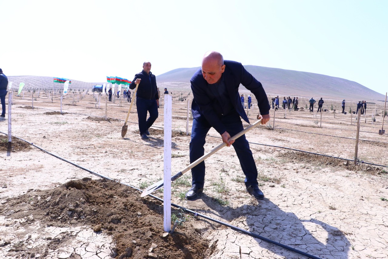 Prokurorluq əməkdaşları növbəti ağacəkmə kampaniyası keçirib - FOTOLAR