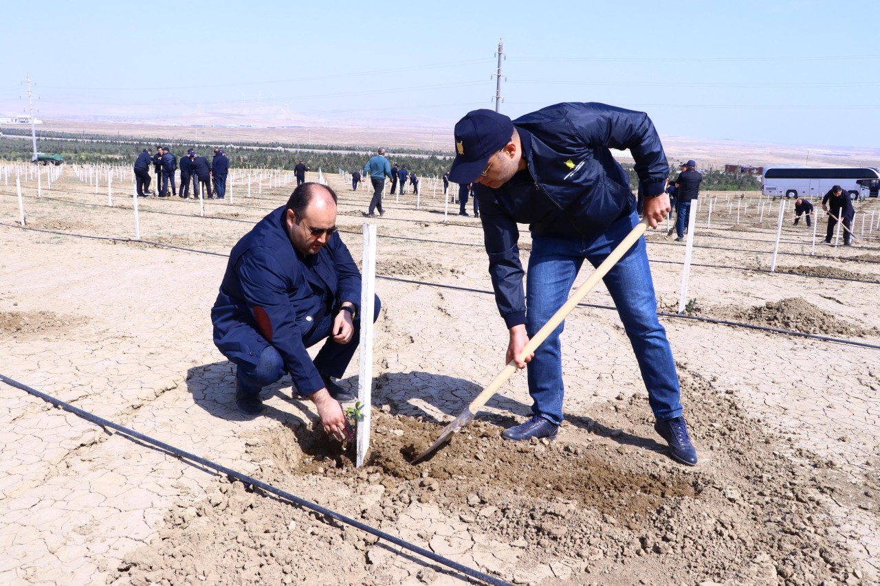 Prokurorluq əməkdaşları növbəti ağacəkmə kampaniyası keçirib - FOTOLAR
