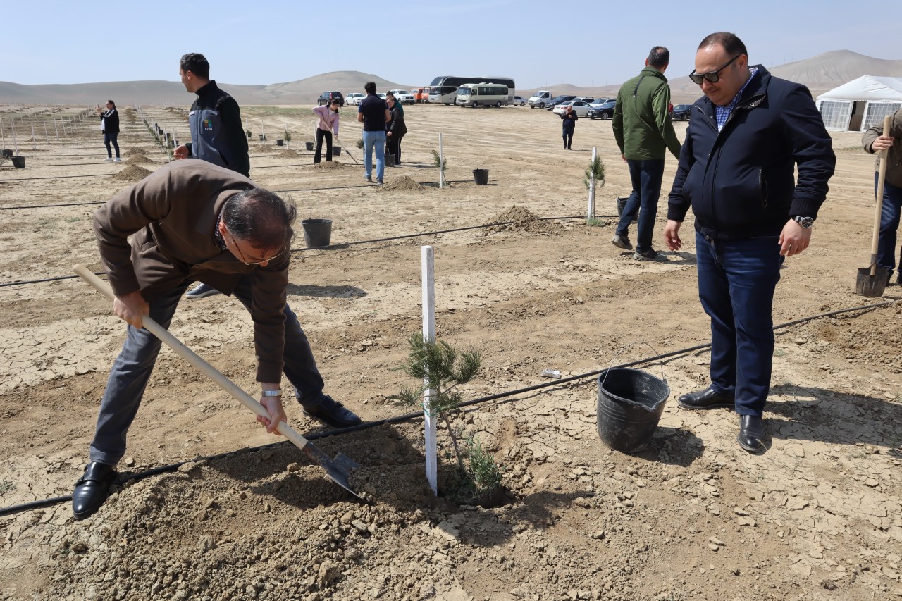 YAP Yasamal rayon təşkilatı ağacəkmə aksiyasında iştirak edib - FOTOLAR