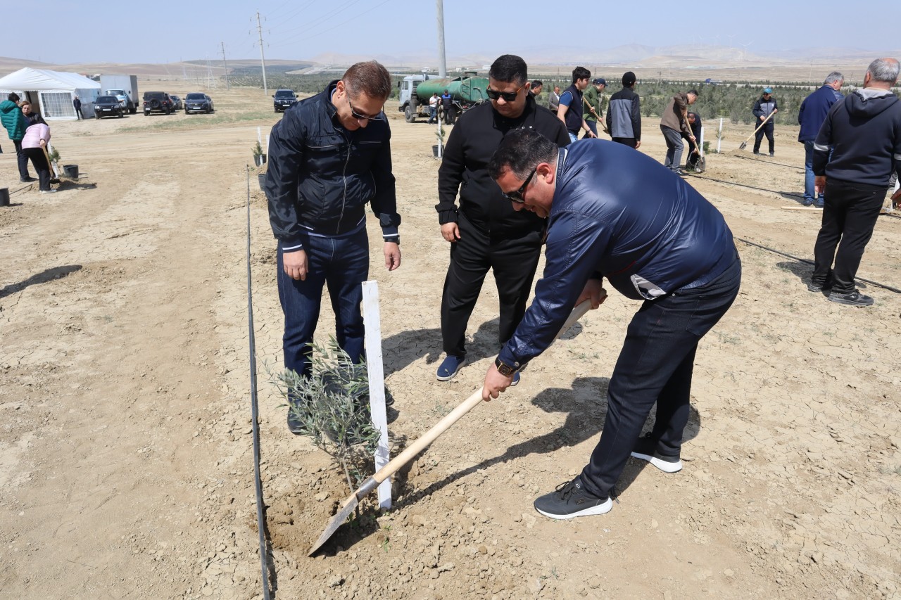YAP Yasamal rayon təşkilatı ağacəkmə aksiyasında iştirak edib - FOTOLAR