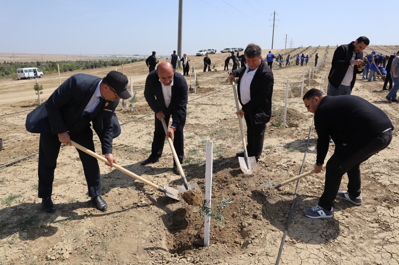 YAP Yasamal rayon təşkilatı ağacəkmə aksiyasında iştirak edib - FOTOLAR