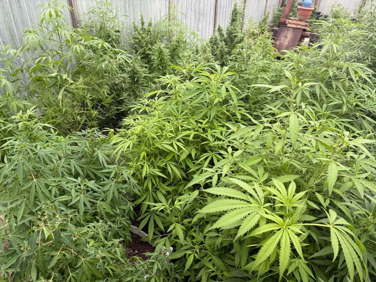 Narkotik tərkibli bitkilər yetişdirənlər tutuldu - FOTO