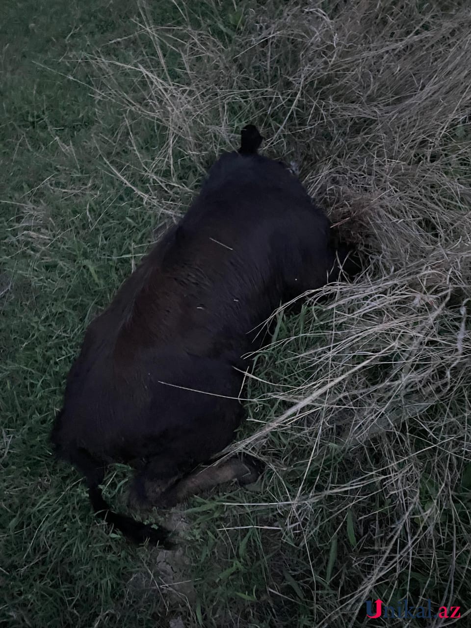 Dərmandan zəhərlənən 64 baş mal-qara tələf oldu - FOTOLAR