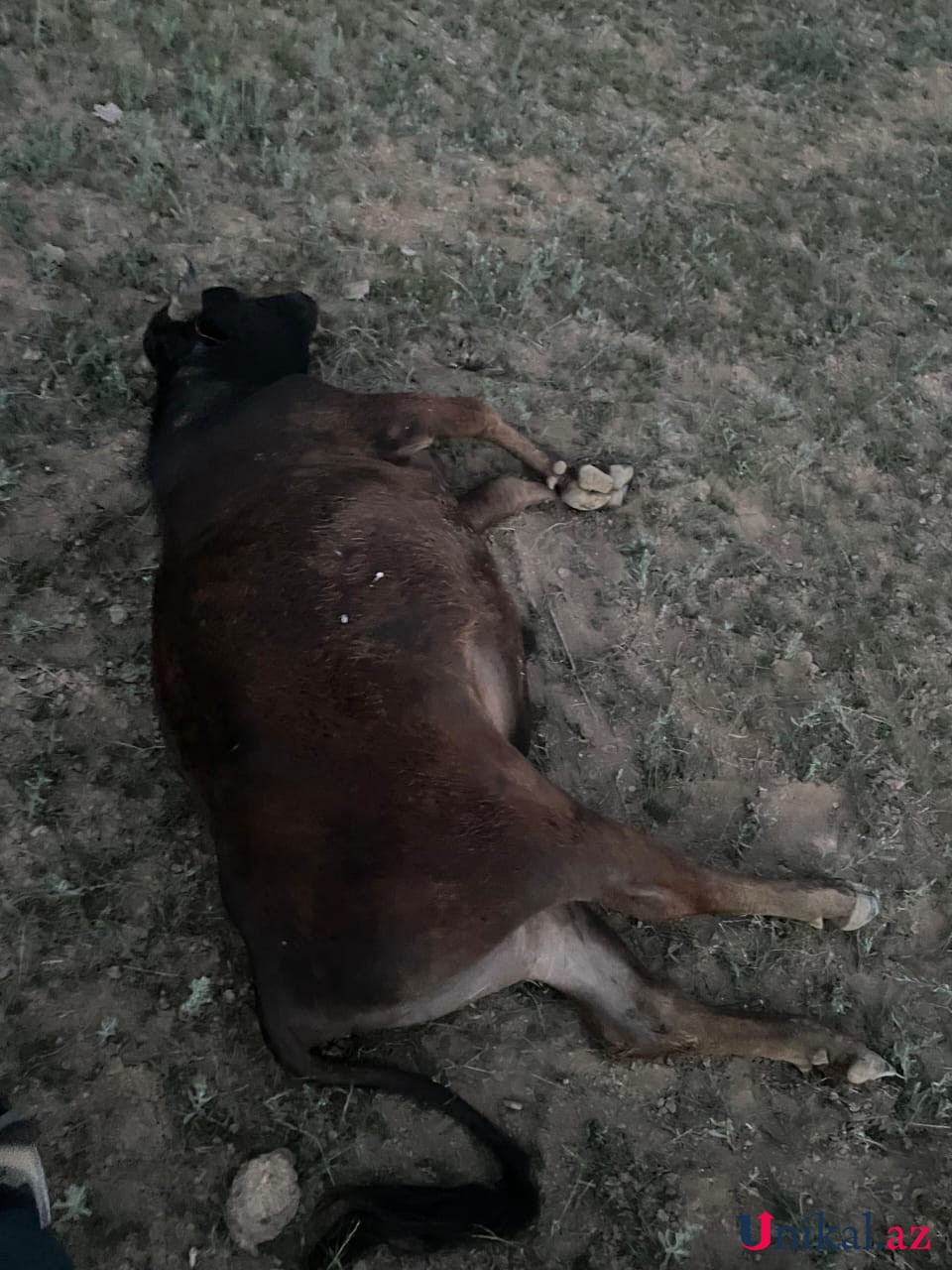 Dərmandan zəhərlənən 64 baş mal-qara tələf oldu - FOTOLAR