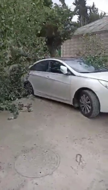 Salyanda güclü külək ağacı avtomobilin üstünə aşırdı - FOTO