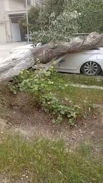 Salyanda güclü külək ağacı avtomobilin üstünə aşırdı - FOTO