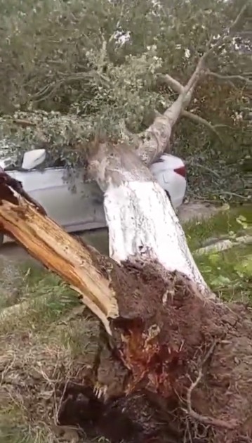 Salyanda güclü külək ağacı avtomobilin üstünə aşırdı - FOTO