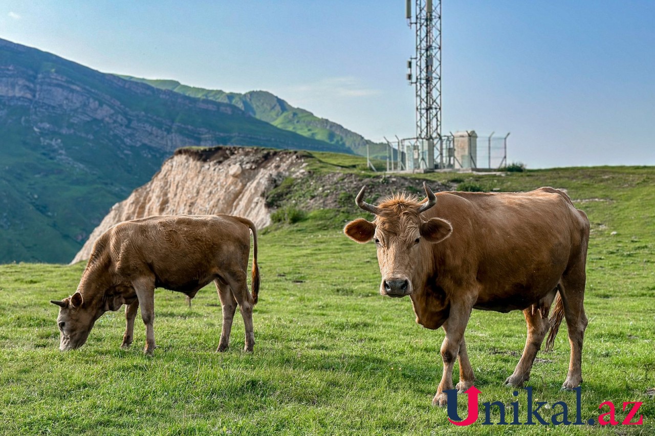 1300 metr yüksəklikdə yerləşən kənd - Lazadan FOTOLAR
