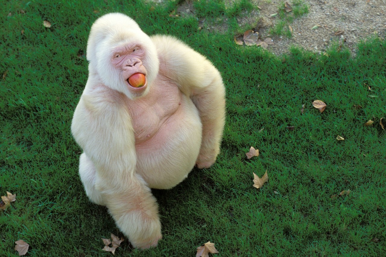 Sədəf kimi ağ heyvanlar... - FOTOLAR