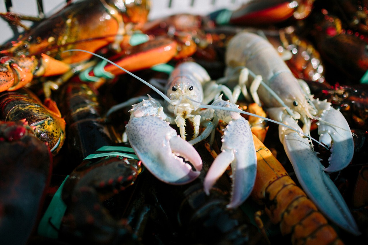 Sədəf kimi ağ heyvanlar... - FOTOLAR