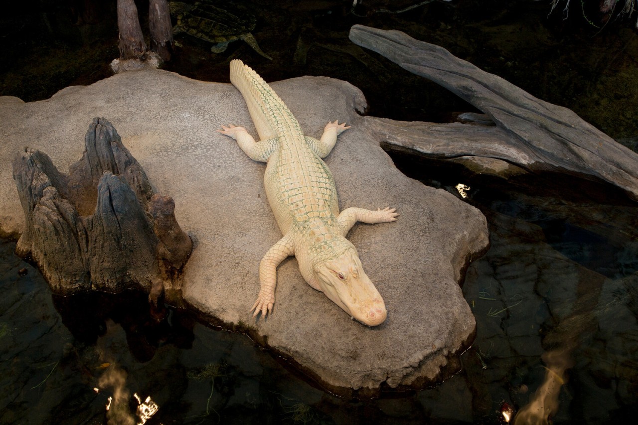 Sədəf kimi ağ heyvanlar... - FOTOLAR
