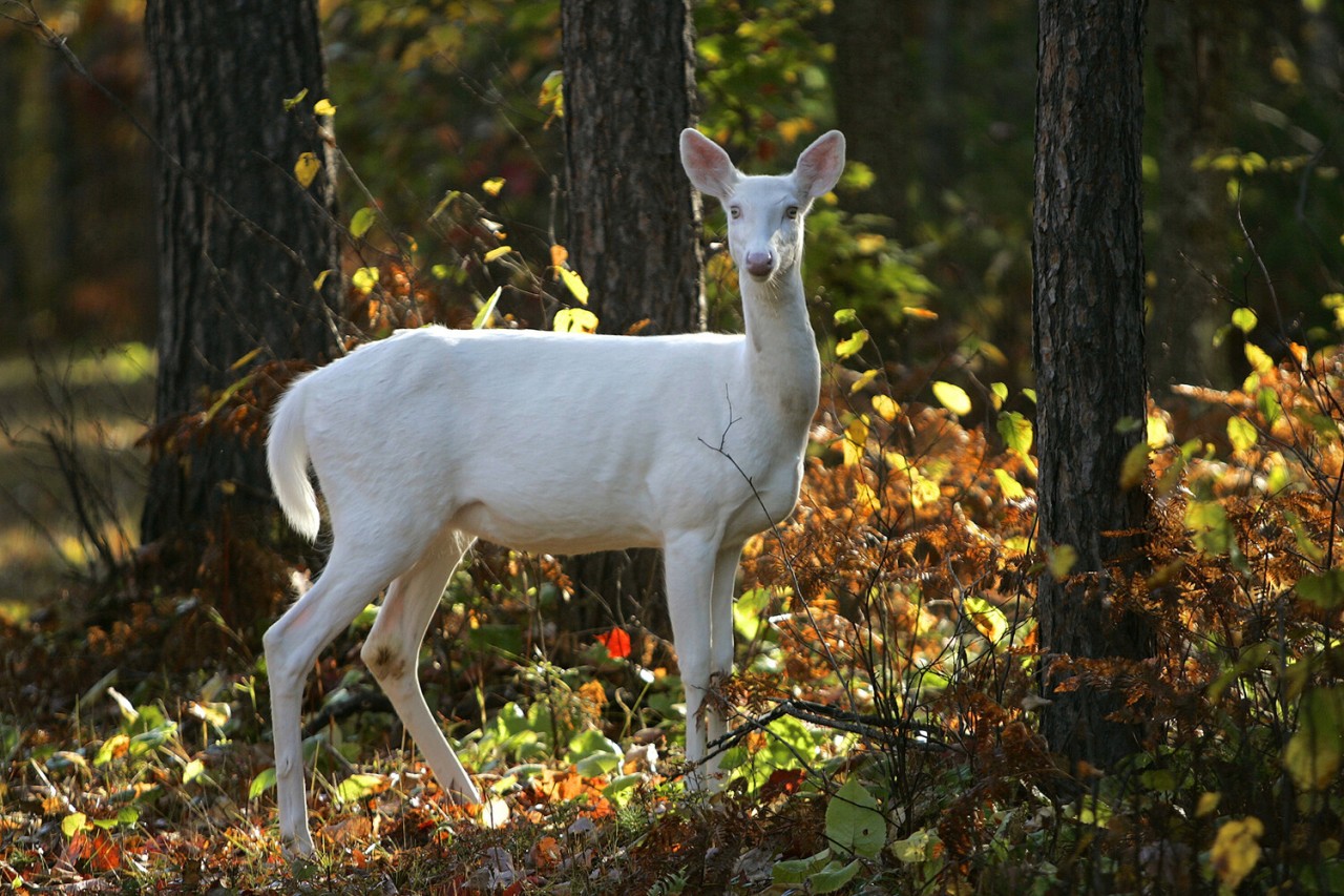 Sədəf kimi ağ heyvanlar... - FOTOLAR