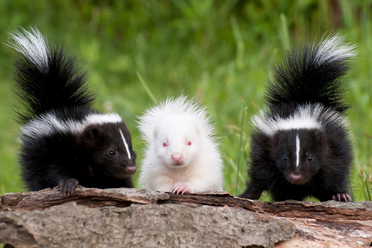 Sədəf kimi ağ heyvanlar... - FOTOLAR