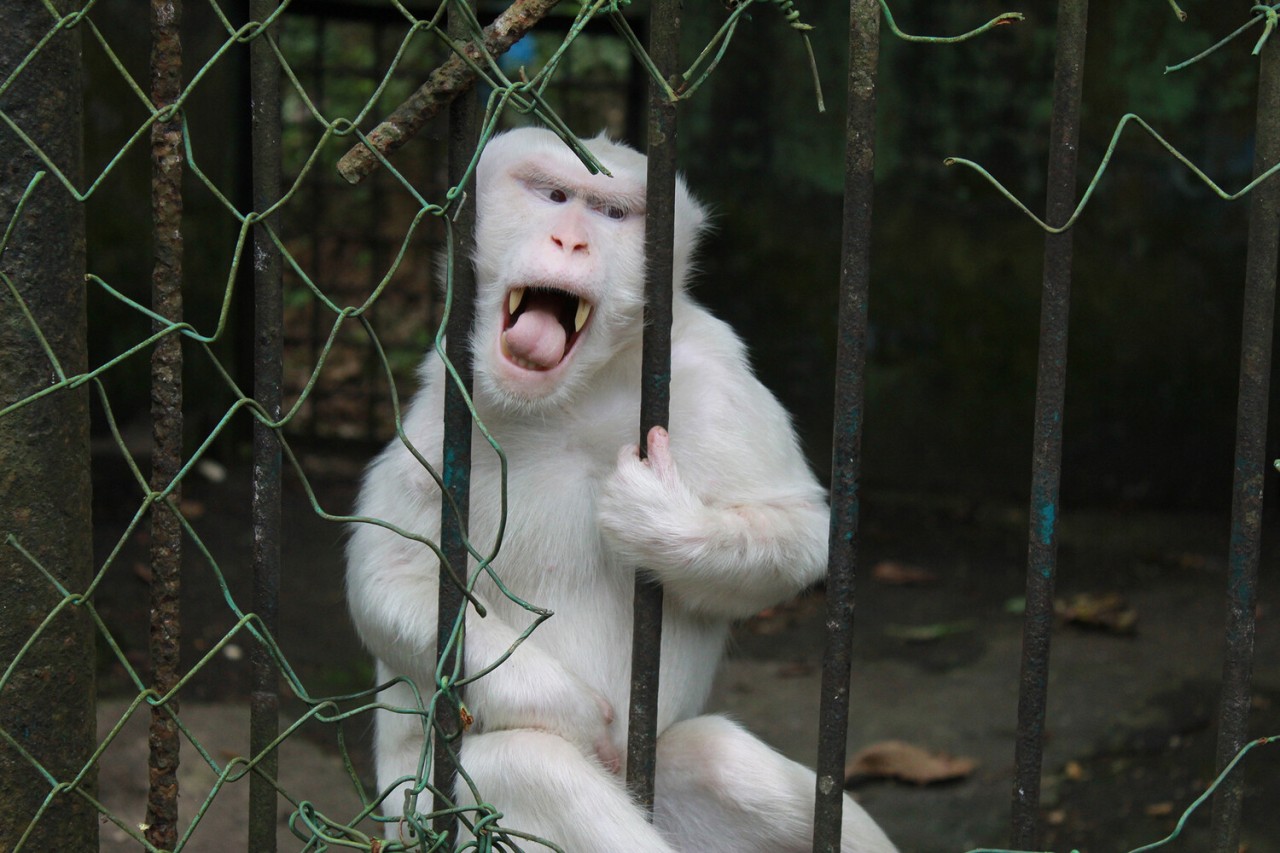 Sədəf kimi ağ heyvanlar... - FOTOLAR