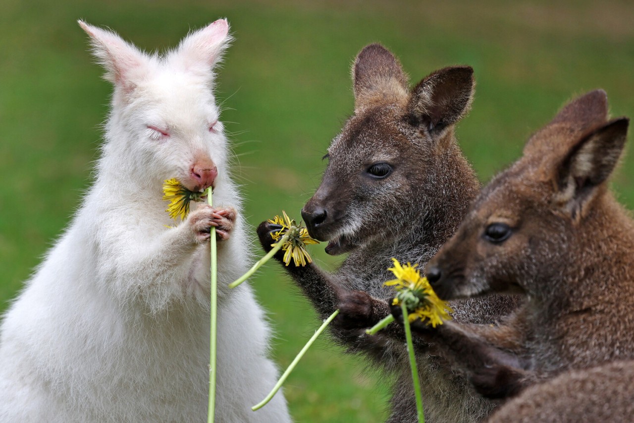 Sədəf kimi ağ heyvanlar... - FOTOLAR