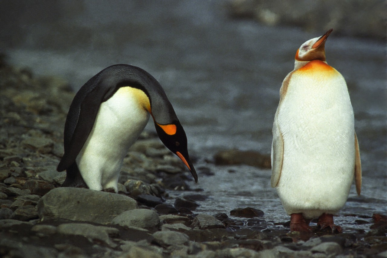 Sədəf kimi ağ heyvanlar... - FOTOLAR