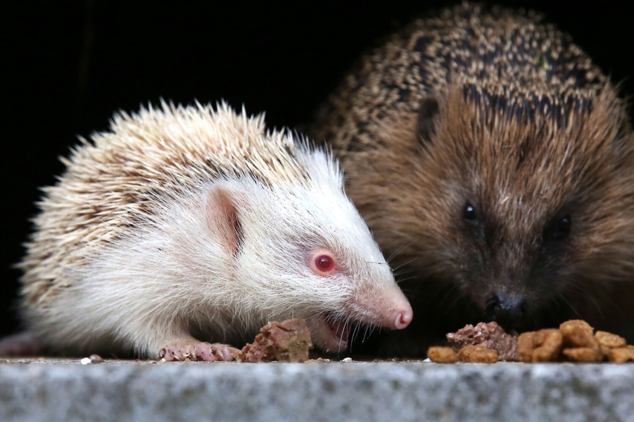 Sədəf kimi ağ heyvanlar... - FOTOLAR