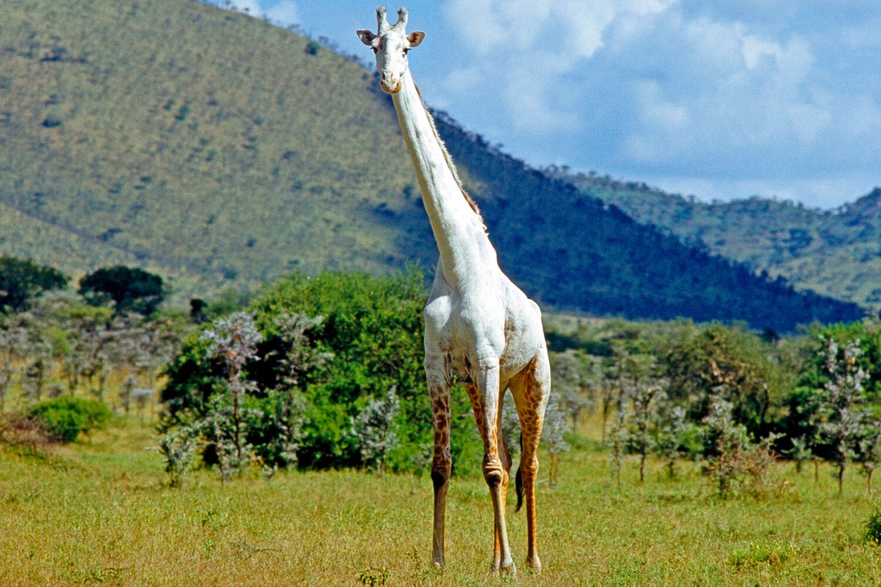 Sədəf kimi ağ heyvanlar... - FOTOLAR