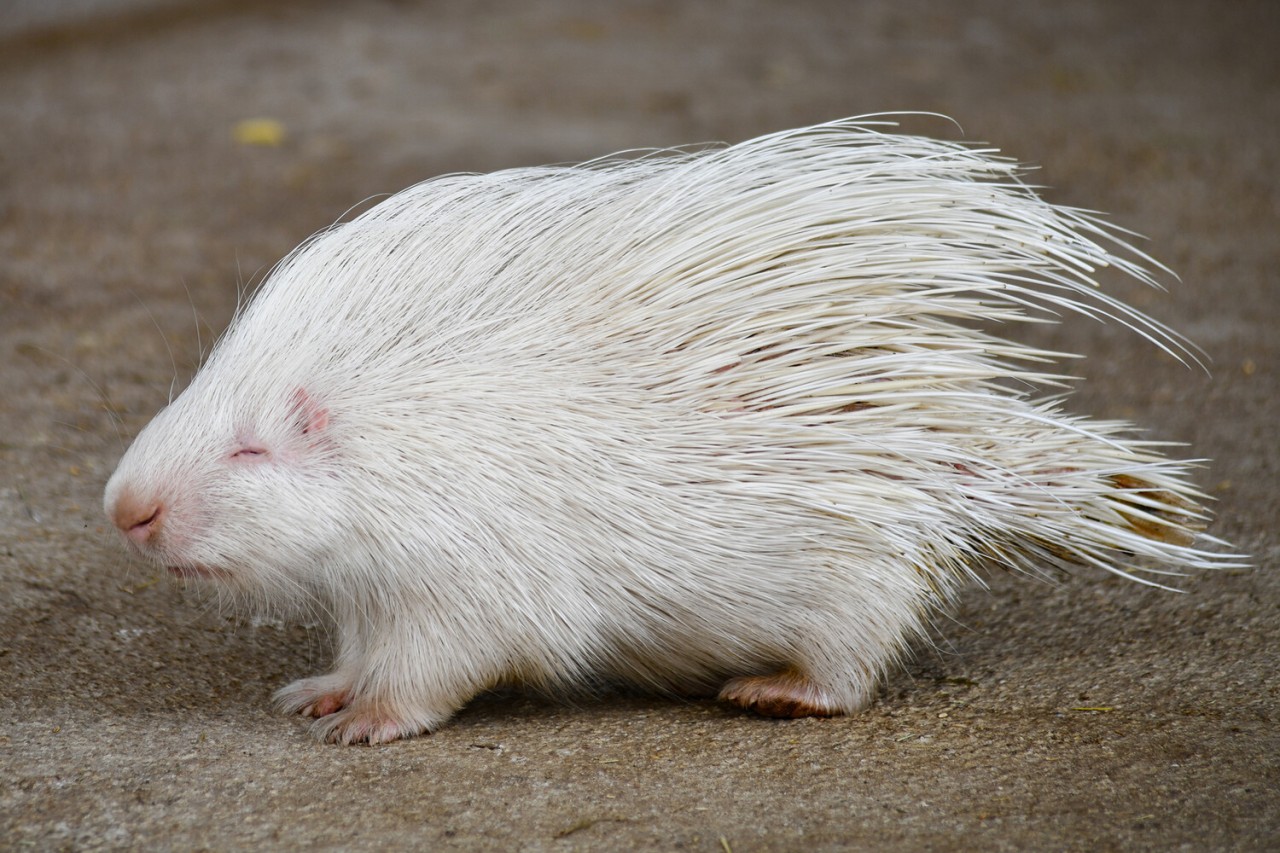 Sədəf kimi ağ heyvanlar... - FOTOLAR