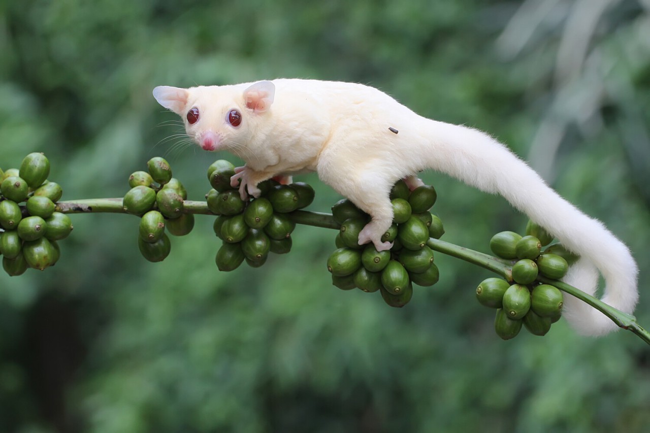 Sədəf kimi ağ heyvanlar... - FOTOLAR