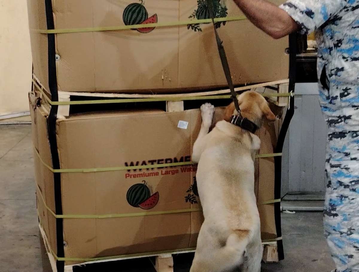 Gömrükçülər 207 kiloqramdan artıq narkotik aşkarladı - FOTO