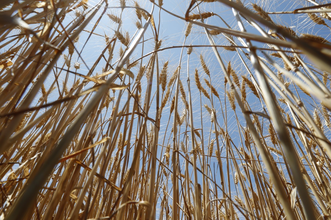 Taxıl zəmilərindən 900 min tondan artıq məhsul yığılıb - FOTOLAR