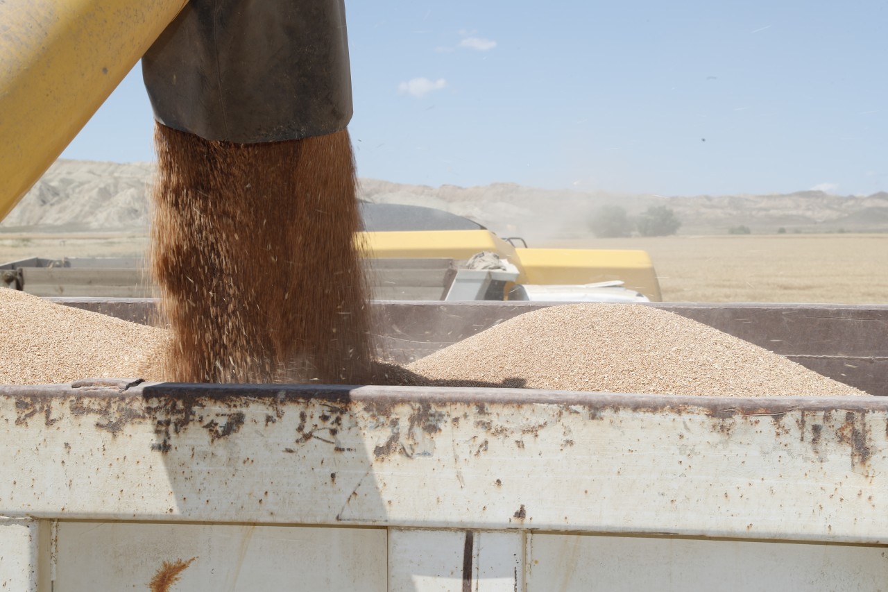 Taxıl zəmilərindən 900 min tondan artıq məhsul yığılıb - FOTOLAR