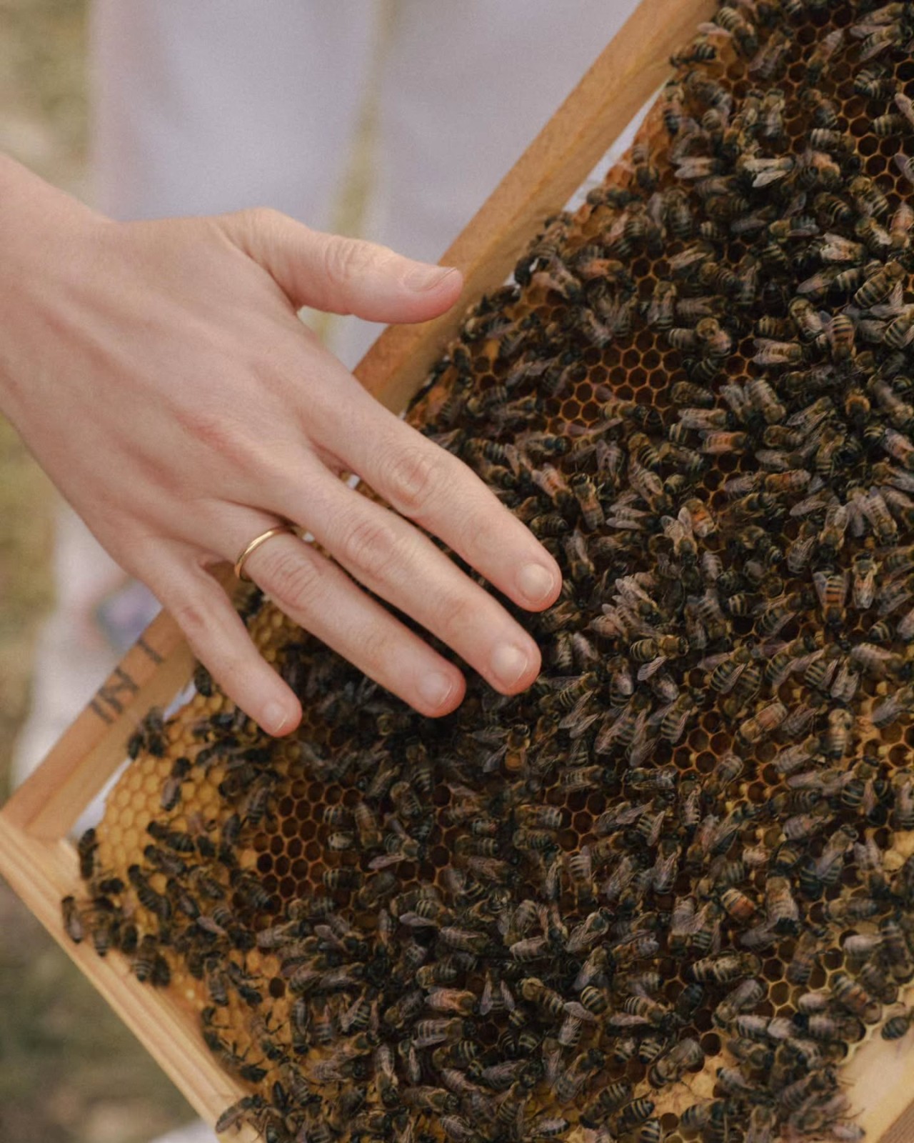 Leyla və Arzu Əliyevalar “Gənc arıçı” layihəsinin iştirakçısı ilə görüşdülər - FOTOLAR