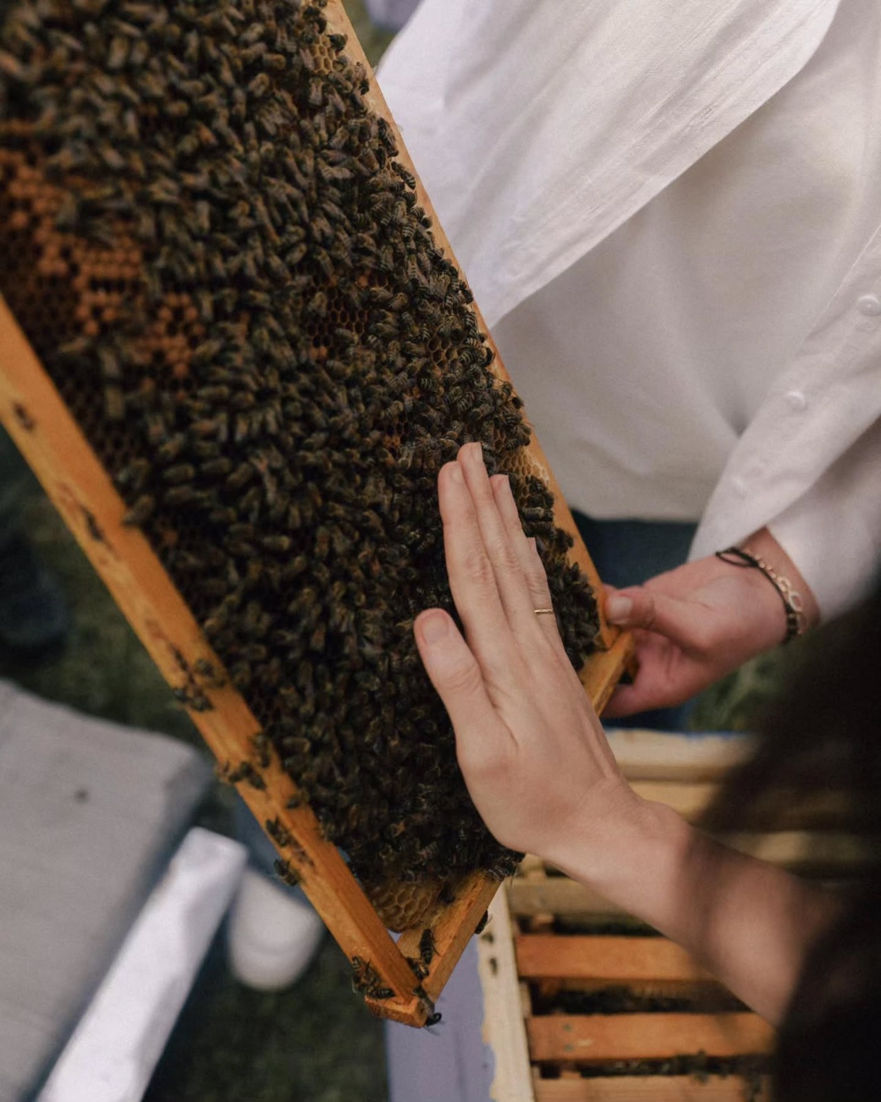Leyla və Arzu Əliyevalar “Gənc arıçı” layihəsinin iştirakçısı ilə görüşdülər - FOTOLAR