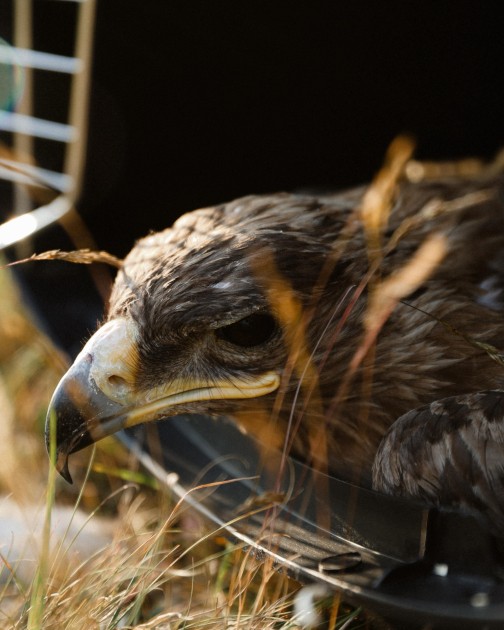 Leyla Əliyeva və Arzu Əliyeva Altıağac Milli Parkında - FOTOLAR