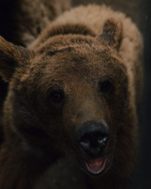 Leyla Əliyeva və Arzu Əliyeva Altıağac Milli Parkında - FOTOLAR