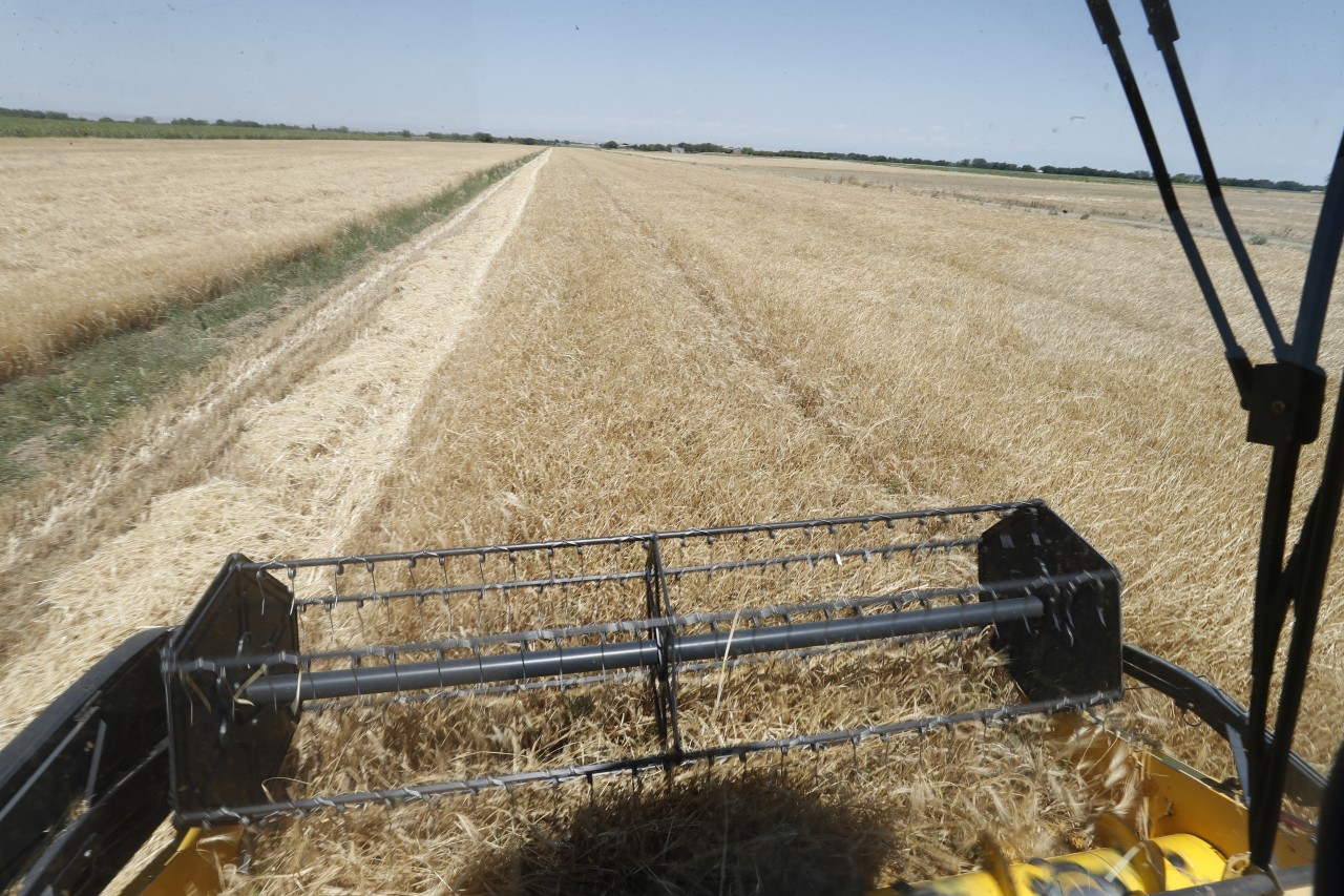 Sahələrdən neçə ton məhsul yığılıb? - FOTOLAR