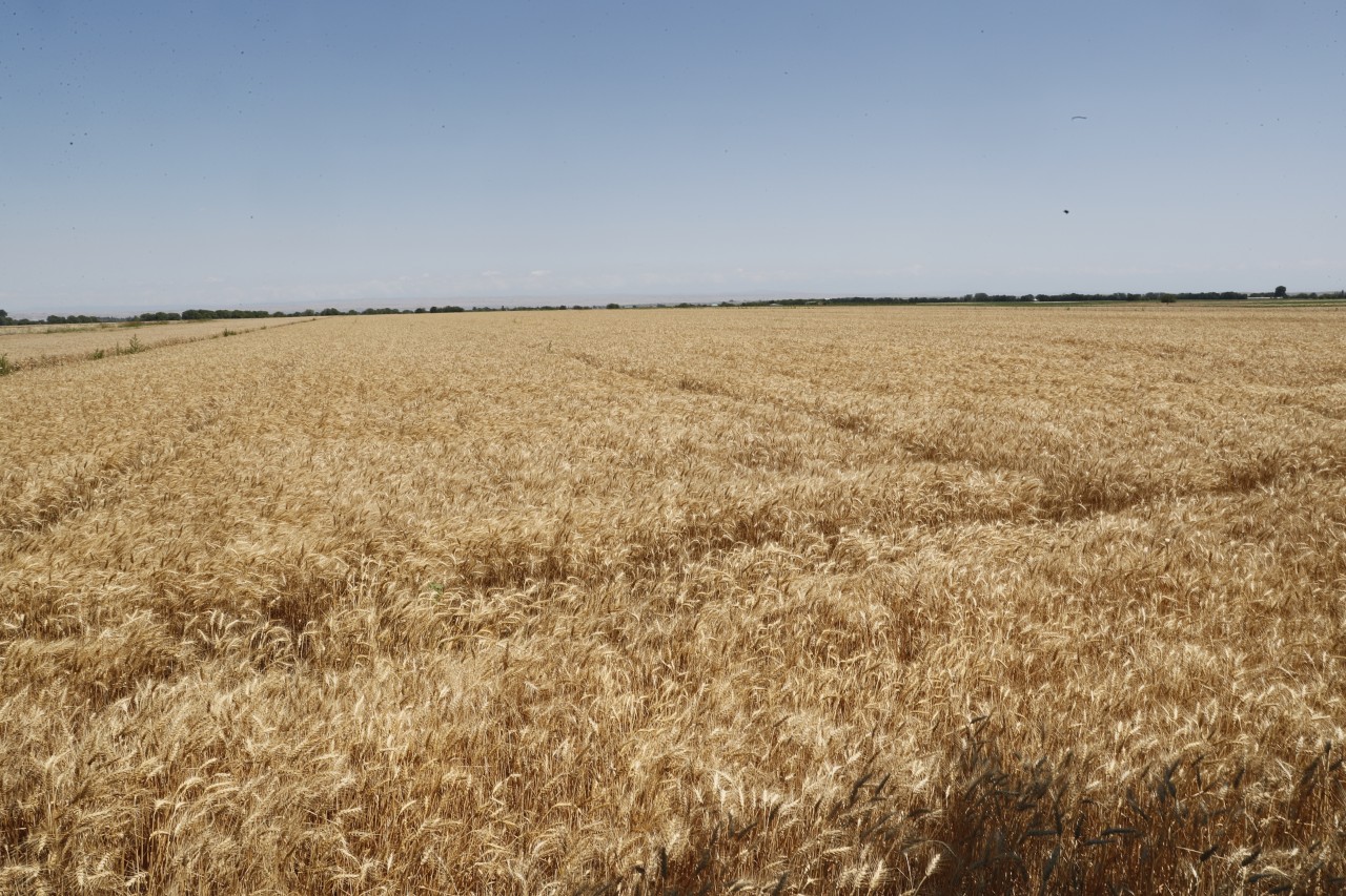 Sahələrdən neçə ton məhsul yığılıb? - FOTOLAR