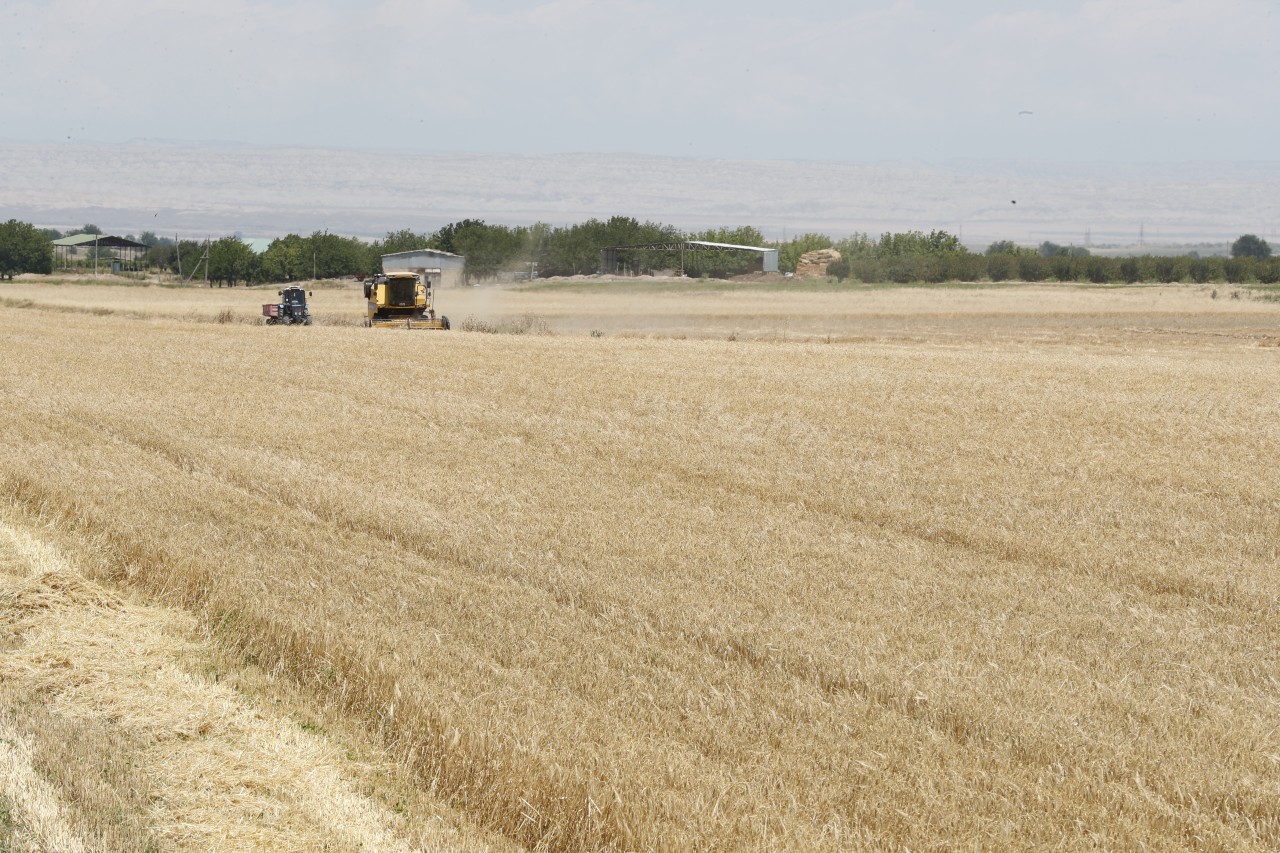 Sahələrdən neçə ton məhsul yığılıb? - FOTOLAR