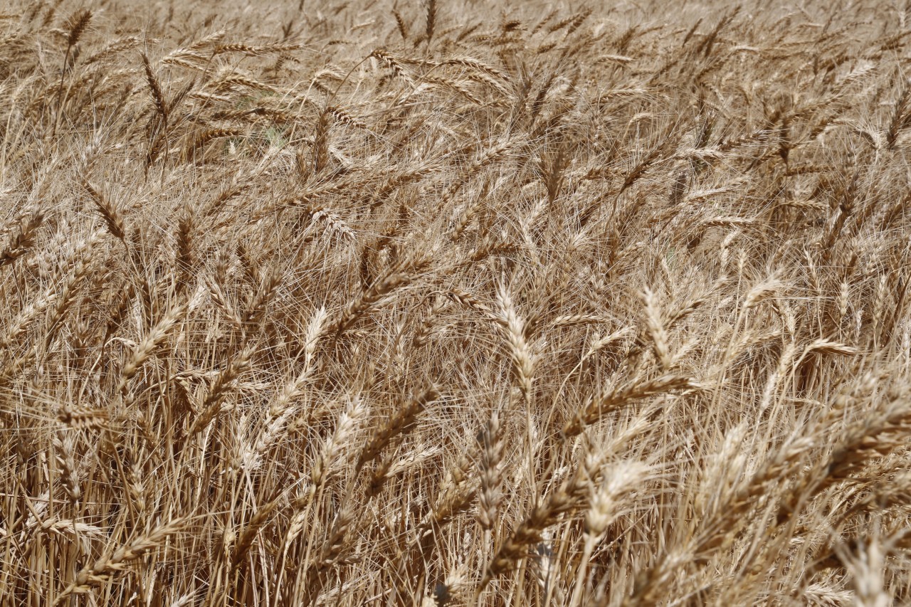 Sahələrdən neçə ton məhsul yığılıb? - FOTOLAR