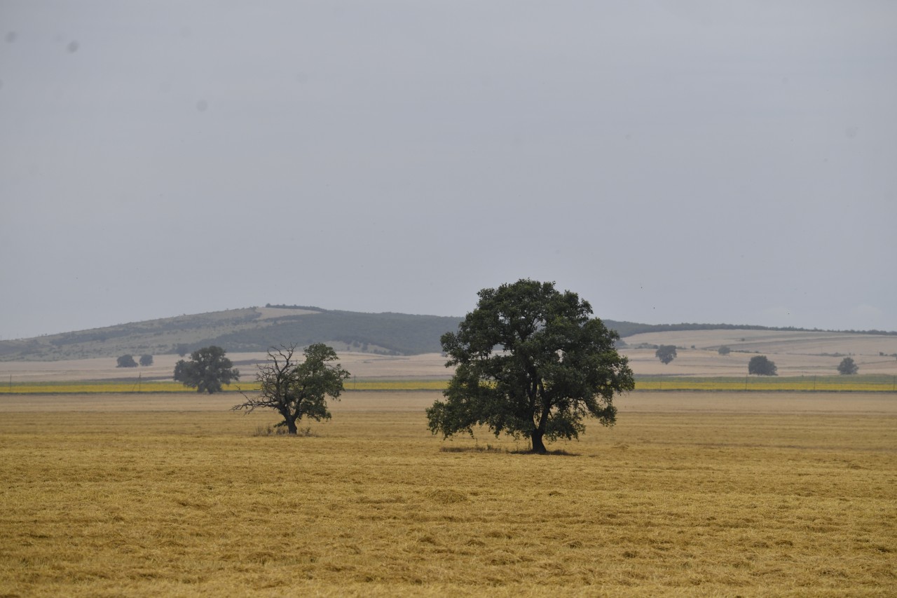 2 milyon tondan çox məhsul yığılıb - Biçin davam edir (FOTOLAR)